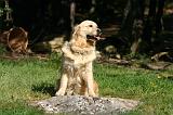 GOLDEN RETRIEVER 1118